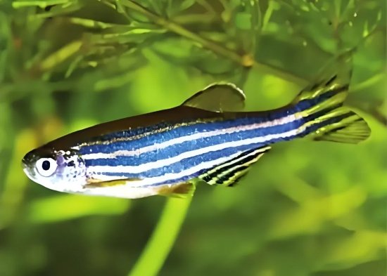 Zebrafish