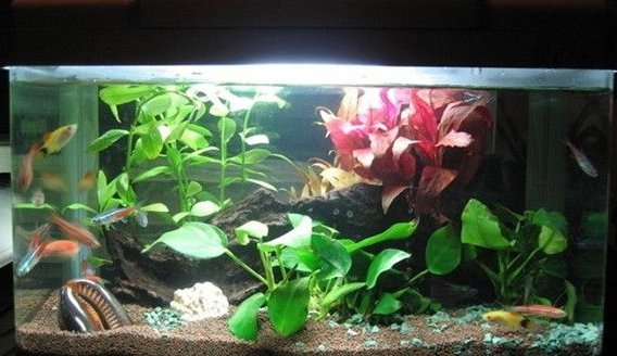 How to maintain your pet fish aquarium