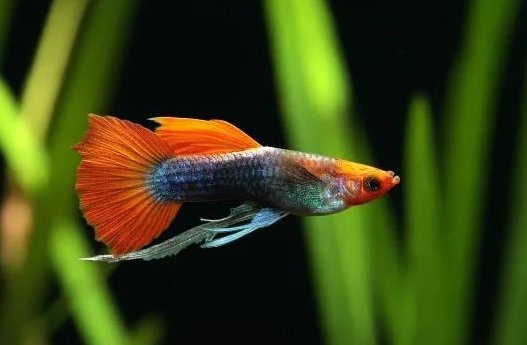 keeping guppy