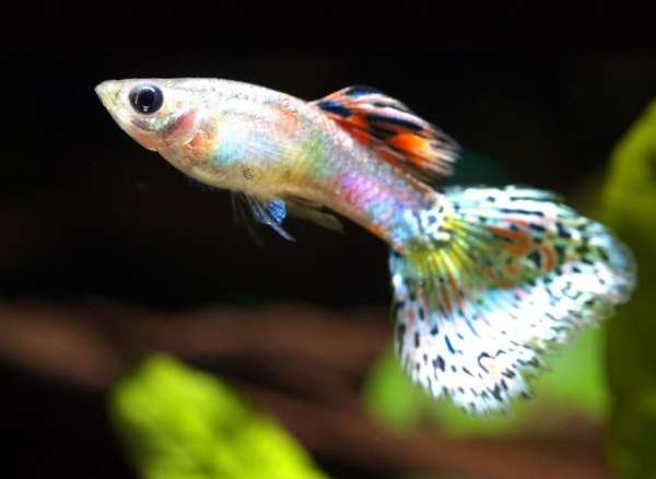 keeping guppy