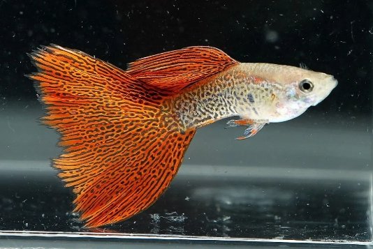 Guppy