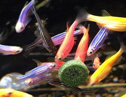 Zebrafish
