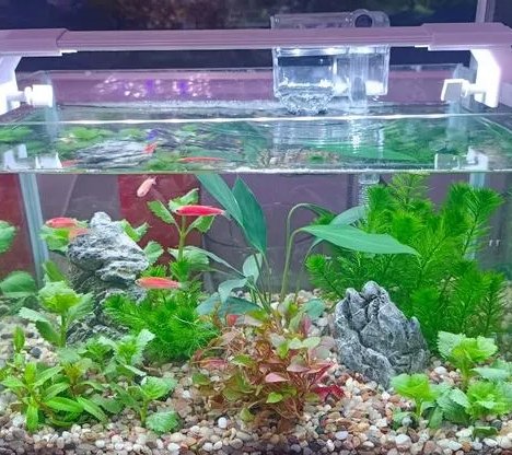 How to maintain your pet fish aquarium