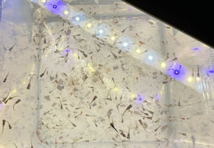 Guppy babies