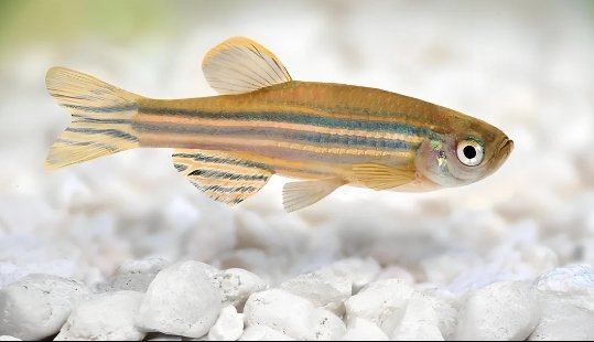 Zebrafish