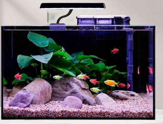 How to maintain your pet fish aquarium