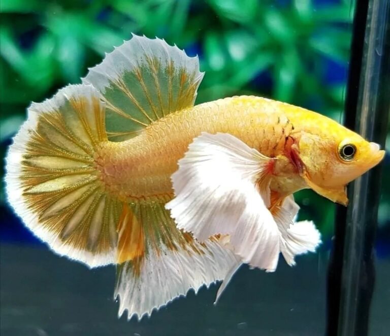Betta Fish(Betta splendens)