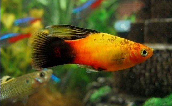 Platy(Xiphophorus maculatus)