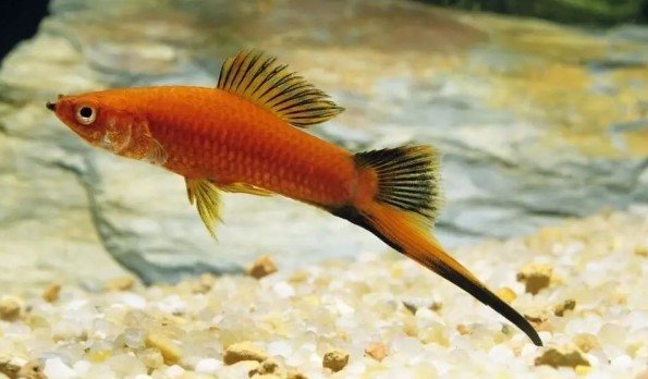 Swordtail(Xiphophorus hellerii var.)