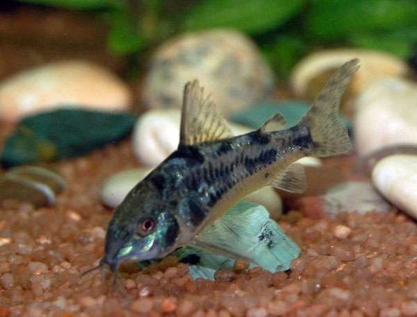Corydoras