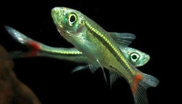 Tetra fish