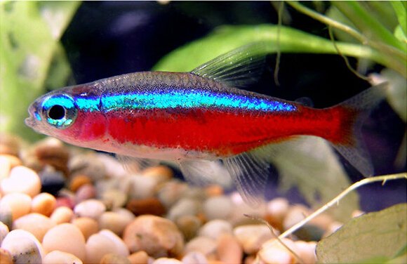 Tetra fish