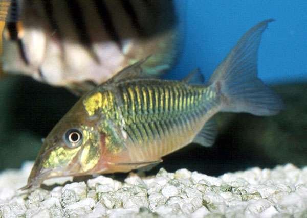 Corydoras