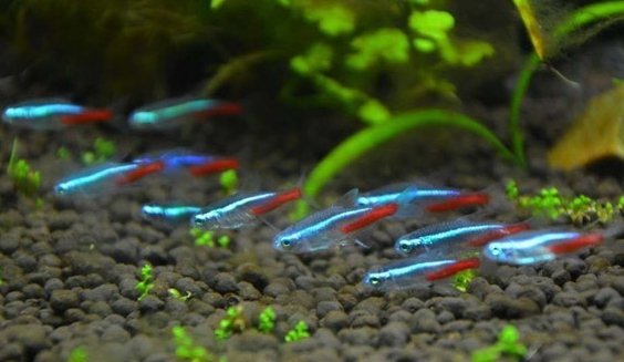 Tetra fish