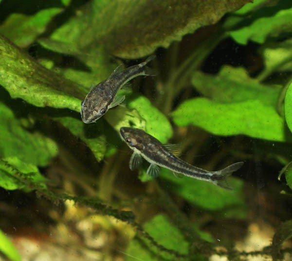 Corydoras